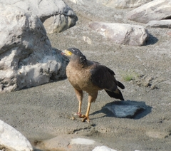 Spilornis cheela