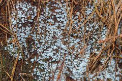 Ceratiomyxa morchella
