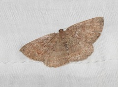 Casbia melanops