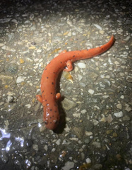 Pseudotriton montanus