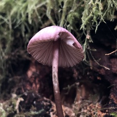 Mycena purpureofusca