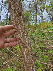 Erythrina vespertilio