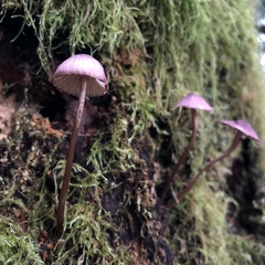 Mycena purpureofusca