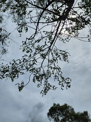 Erythrina vespertilio