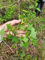 Erythrina vespertilio