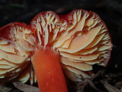 Hygrocybe laetissima