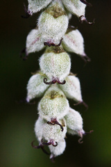 Garrya elliptica