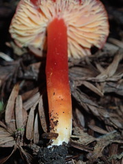 Hygrocybe laetissima