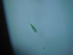 Apertochrysa edwardsi