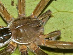 Dolomedes facetus