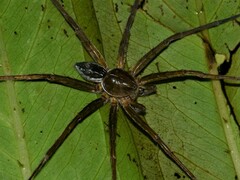 Dolomedes facetus