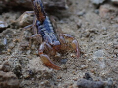 Superstitionia donensis