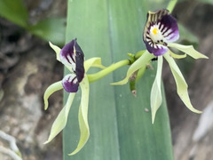 Prosthechea cochleata