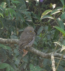 Glaucidium