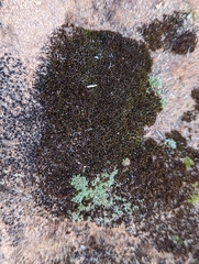 Acarospora fuscata