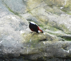 Phoenicurus leucocephalus