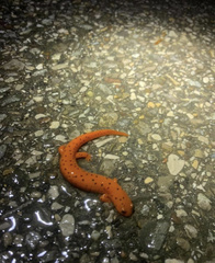 Pseudotriton montanus