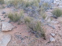Ephedra