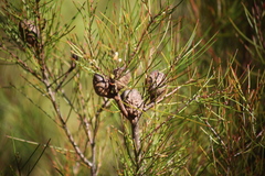 Hakea actites