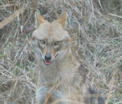 Canis aureus indicus