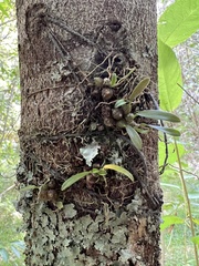 Bulbophyllum tuberculatum