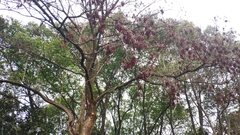 Bischofia polycarpa