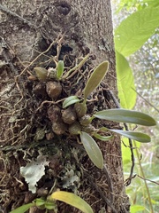 Bulbophyllum tuberculatum