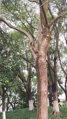 Bischofia polycarpa