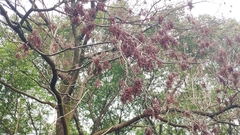 Bischofia polycarpa