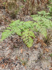 Pteridium esculentum