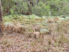 Pteridium esculentum
