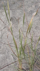 Typha orientalis