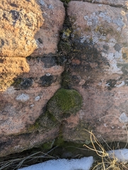 Petrophytum caespitosum