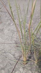 Typha orientalis