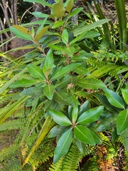 Olearia avicenniifolia