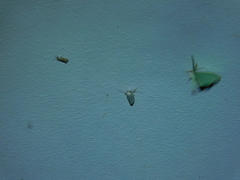 Tipanaea patulella