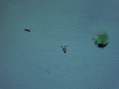 Tipanaea patulella