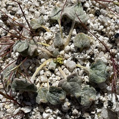 Eriogonum reniforme