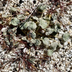Eriogonum reniforme