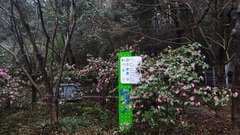 Camellia uraku