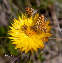 Chrysolarentia chrysocyma