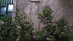 Camellia uraku