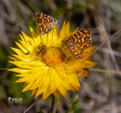 Chrysolarentia chrysocyma