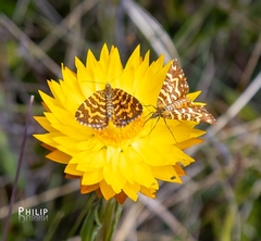Chrysolarentia chrysocyma