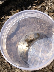 Paruroctonus variabilis