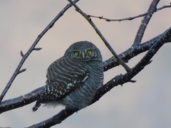 Glaucidium cuculoides
