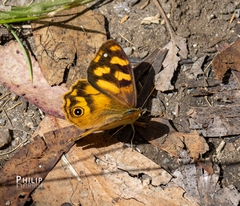 Heteronympha solandri