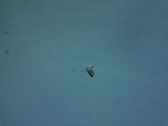 Tipanaea patulella