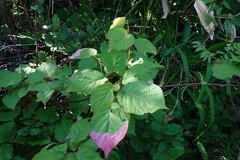 Actinidia kolomikta