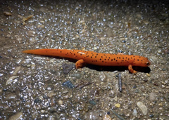 Pseudotriton montanus